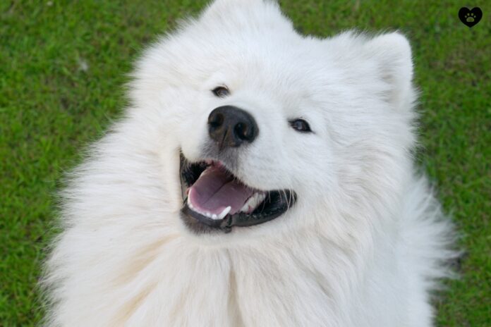 Samoyed